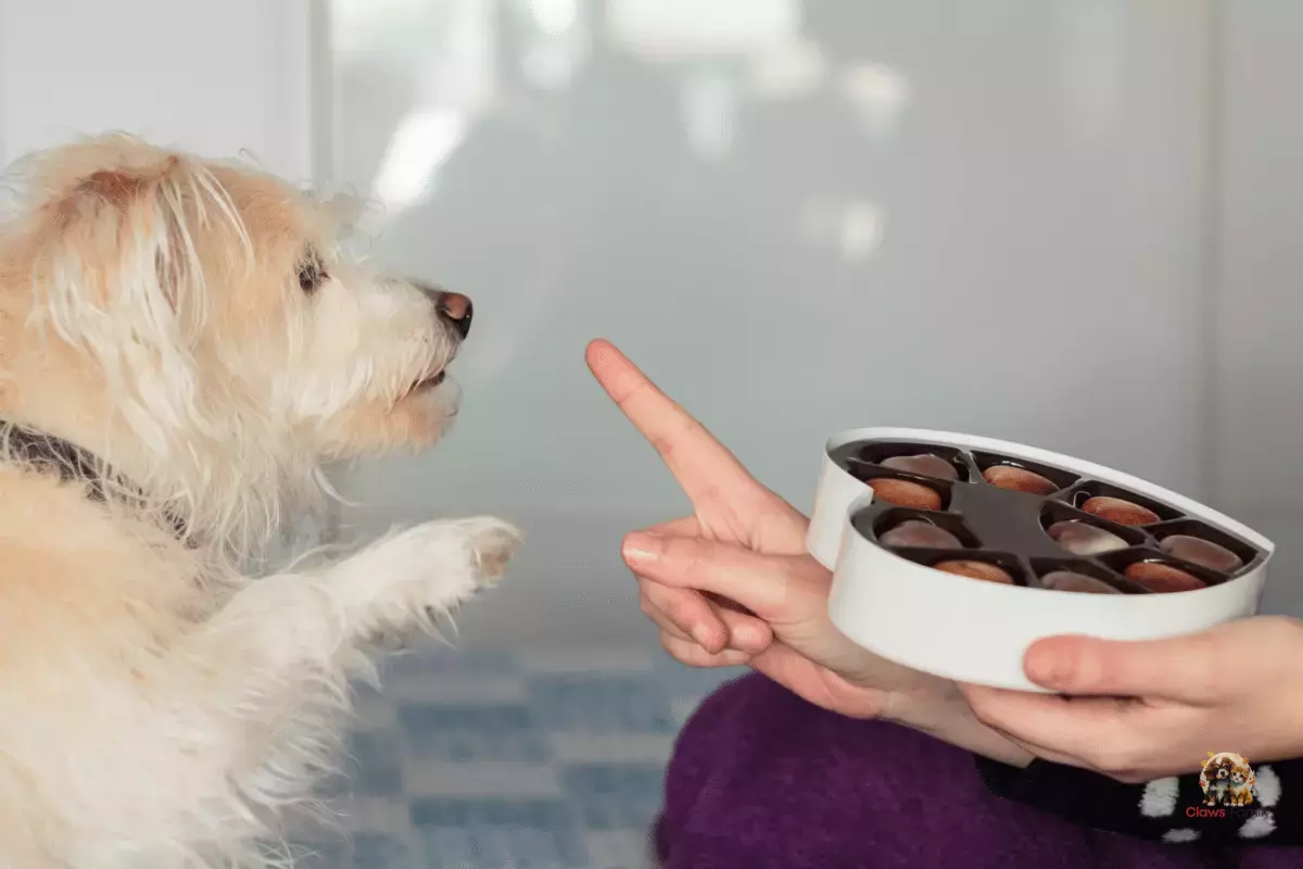 What Happens If a Dog Eats Chocolate?